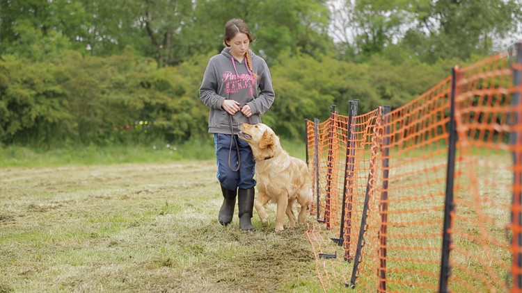 dog training video