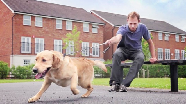 Stop Your Dog Pulling