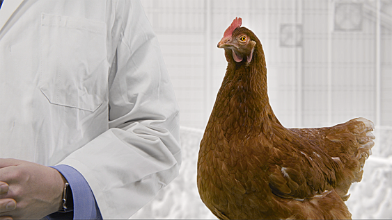 Sealwise Poultry