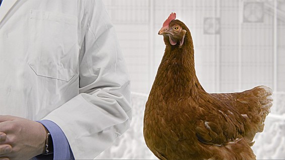 Sealwise Poultry