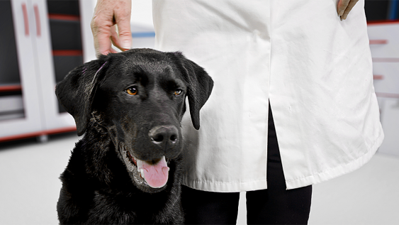 Sealwise Veterinary Sector