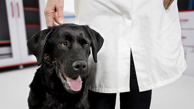 Sealwise for the Veterinary Sector